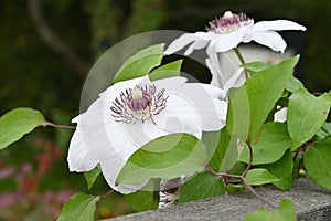 Clematis flowers. Ranunculaceae perennial vine. photo