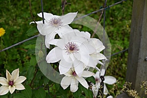 Clematis flowers. Ranunculaceae perennial vine. photo