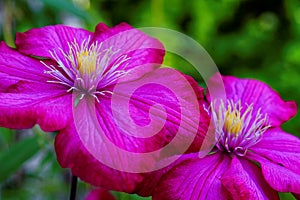 Clematis flowers in vivid magenta bloom macro image