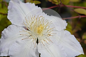 Clematis Gladys Picard