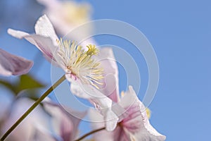 the clematis, a grateful climbing plant in your garden