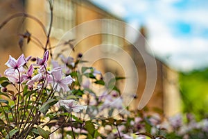 Clematis Grows In Gardens in Front of  Sandstone Glasgow  Tenement Flats