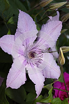 Clematis \'Hagley Hybrid\' - This variety also tolerates shadier places.