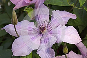 Clematis \'Hagley Hybrid\'.This variety also tolerates shadier places.