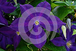 Clematis on home garden trellis.