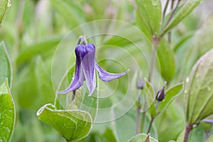 Clematis integrifolia