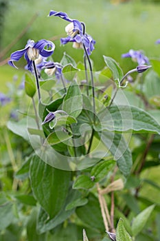 Clematis integrifolia