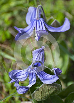 Clematis integrifolia in the nature