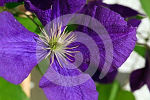 Clematis Jackmanii