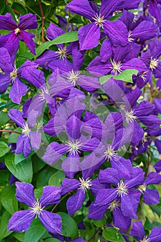 Clematis, Jackmanii, is a beautiful climbing plant with violet flowers