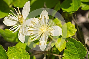 Clematis lasiantha Pipestem Clematis blooming in spring, Stebbins Cold Canyon, Napa Valley, California photo