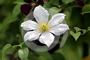 Clematis or Leather flower perennial vine plant blooming white flower with leathery petals surrounded with leaves in home garden