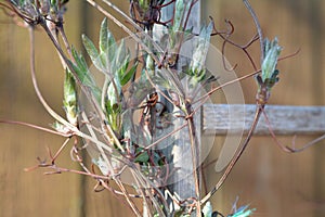 Clematis leaves