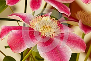 Clematis Marie Therese