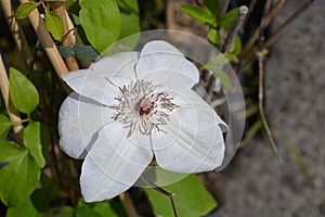 Clematis Miss Bateman