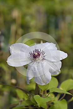 Clematis Miss Bateman