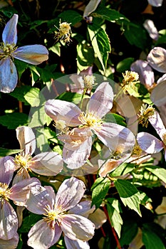 Clematis Montana Alba in white photo