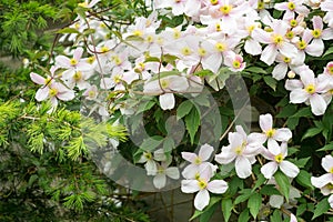 Clematis montana also known as mountain clematis or Himalayan clematis growing on a wall in a garden
