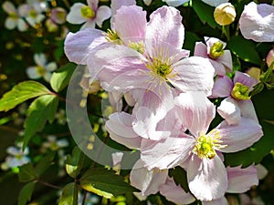 Clematis montana close up