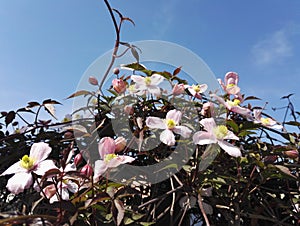 Clematis Montana `Mayleen` in spring