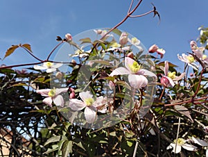 Clematis Montana `Mayleen`, vigorous climber