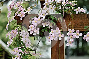 Clematis montana rubens