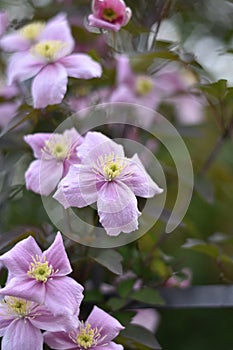 Clematis montana \'Rubens\'