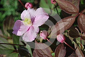 Clematis montana \'Rubens\'