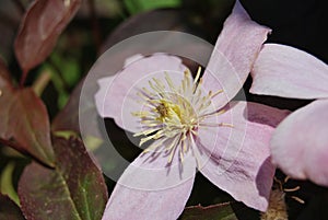 Clematis montana \'Rubens\'