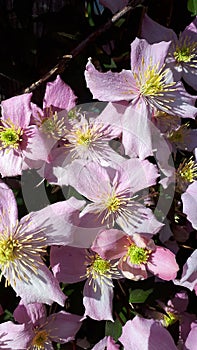 Clematis Montana variety Nelly Moser is a vanilla scented abundantly flowering climbing plant