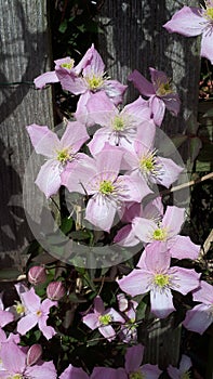 Clematis Montana variety Nelly Moser is a vanilla scented abundantly flowering climbing plant photo