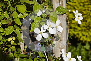 Clematis Montana, photo