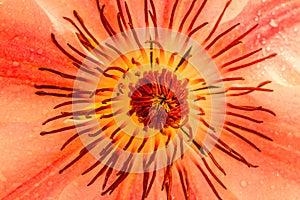 Clematis, Nelly Moser