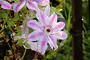 Clematis Nelly Moser or Leather flower Nelly Moser easy care perennial vine flower with leathery white with pink stripes petals