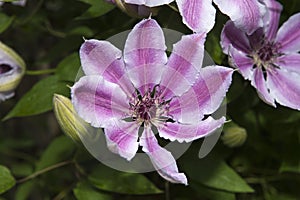 Clematis Nelly Moser