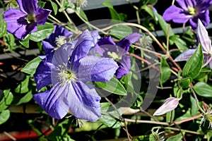 Clematis `Perle d`Azur`