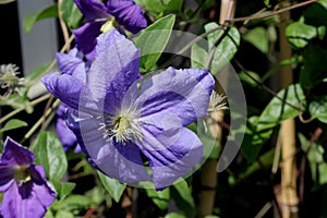 Clematis `Perle d`Azur` photo