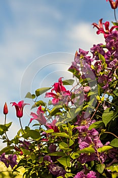 Clematis Princess Diana and Mazurek in bloom