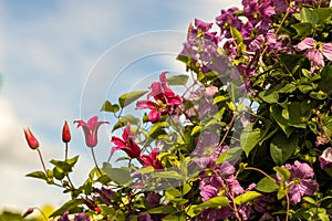 Clematis Princess Diana and Mazurek in bloom