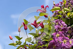 Clematis Princess Diana. The Princess of Wales in garden