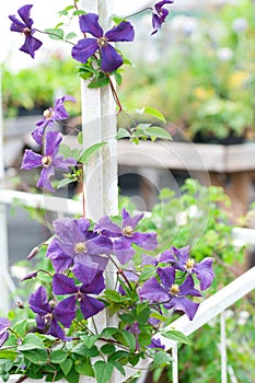 Clematis