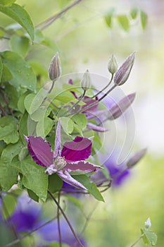 Clematis in purple and cyclamen