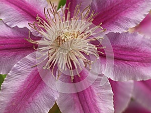 Clematis purple-pink