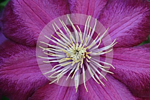 Clematis redviolet close up