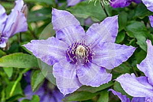 Clematis `Richard Pennell`
