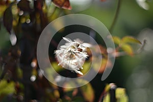 Clematis seed head