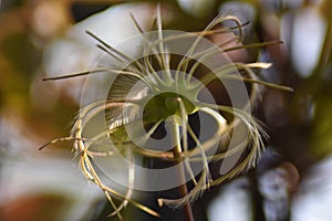 Clematis seed head