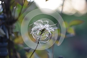 Clematis seed head