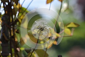 Clematis seed head