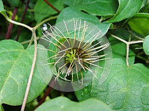 Clematis seed head with blurred green background.